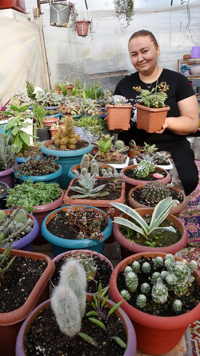 Pandemide kaktüs yetiştiriciliğini meslek edindi