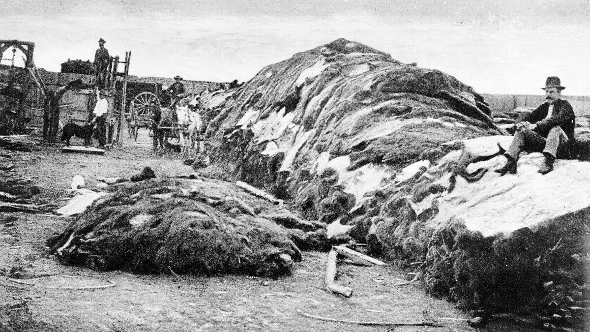 Tüccarlar Bizonları derileri için öldürüyordu