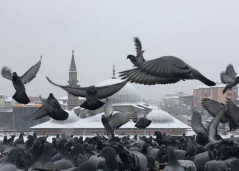 Çatısına konan kuşları sabah akşam yemliyor