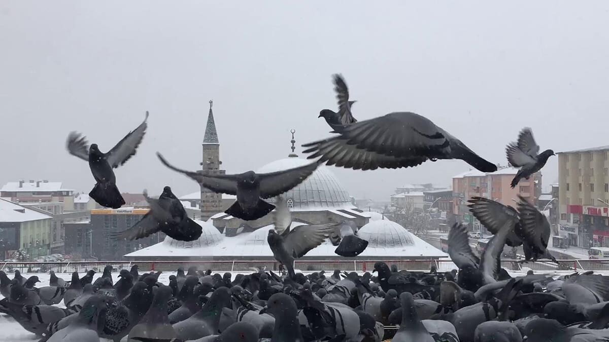 Çatısına konan kuşları sabah akşam yemliyor