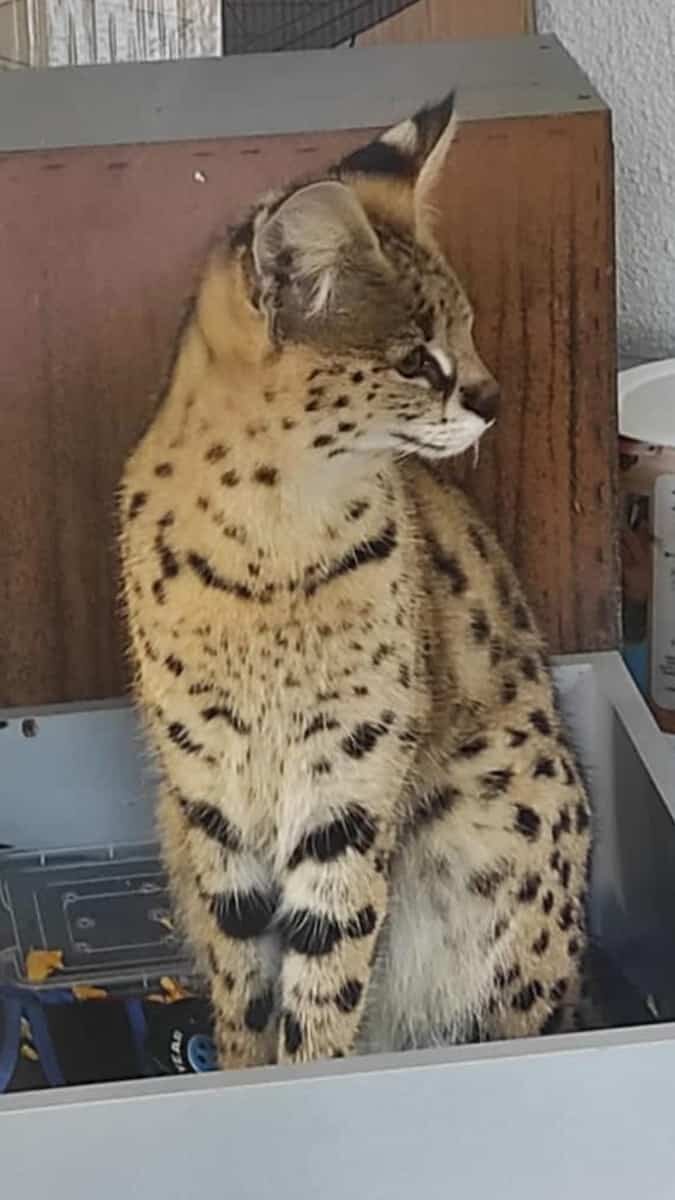 Ülkeye kaçak sokulan vahşi kedi ele geçirildi