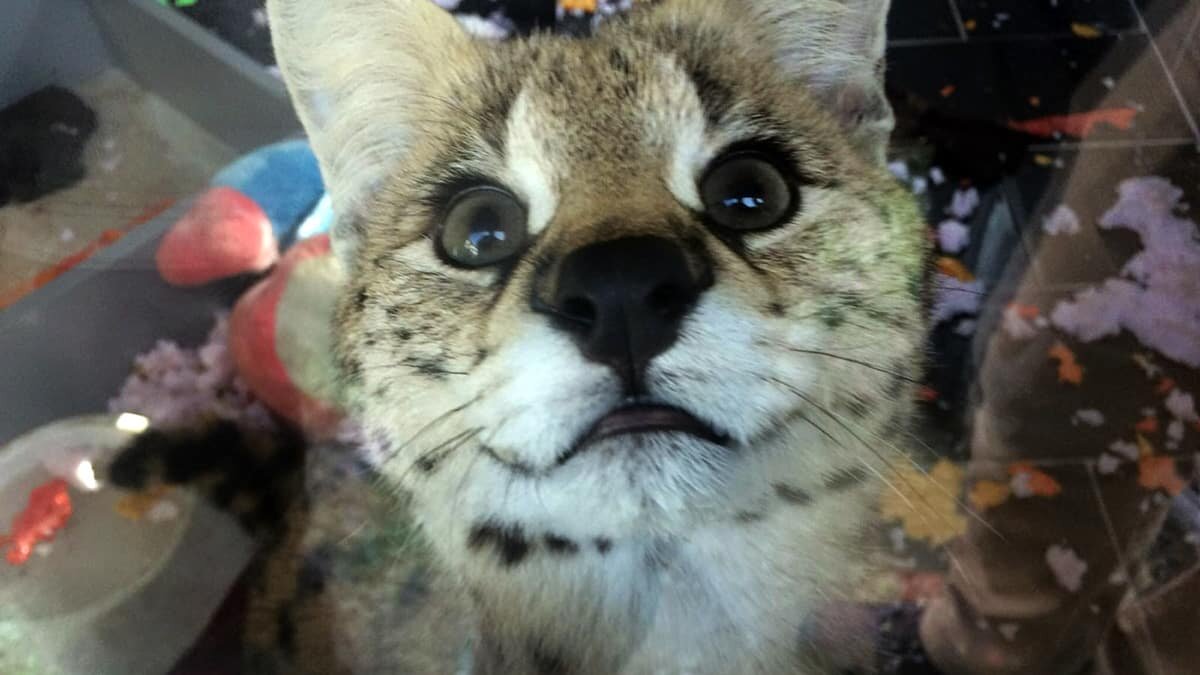 Sakarya'nın Sapanca ilçesinde, ülkeye yasa dışı yollardan sokulan 'Savannah' cinsi Afrika vahşi kedisi ele geçirildi.