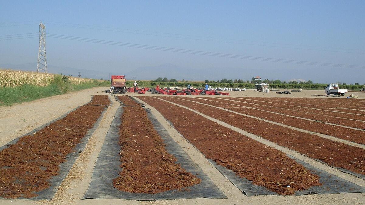 Kuru üzüm ihracatı 500 milyon doları aştı