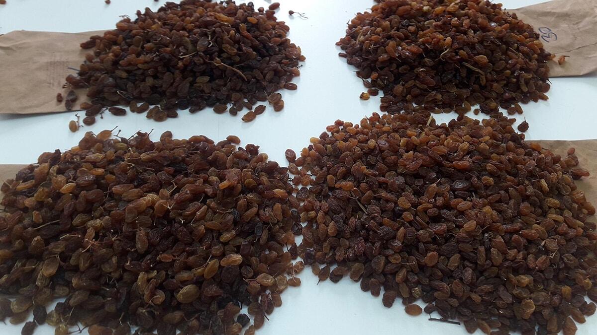 Manisalı üreticiler, başta Avrupa Birliği ülkeleri olmak üzere 99 ülkeye yaptığı kuru üzüm ihracatı 500 milyon doları aştı.