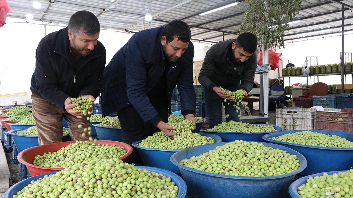Günde 5 ton yeşil zeytin satılıyor