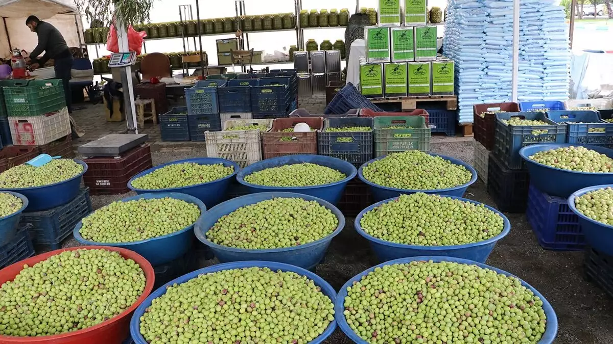 Şanlıurfa'da kahvaltı sofralarının vazgeçilmez lezzeti zeytin, tezgahlardaki yerini aldı. Günde yaklaşık 5 ton yeşil zeytin satışı gerçekleşiyor.