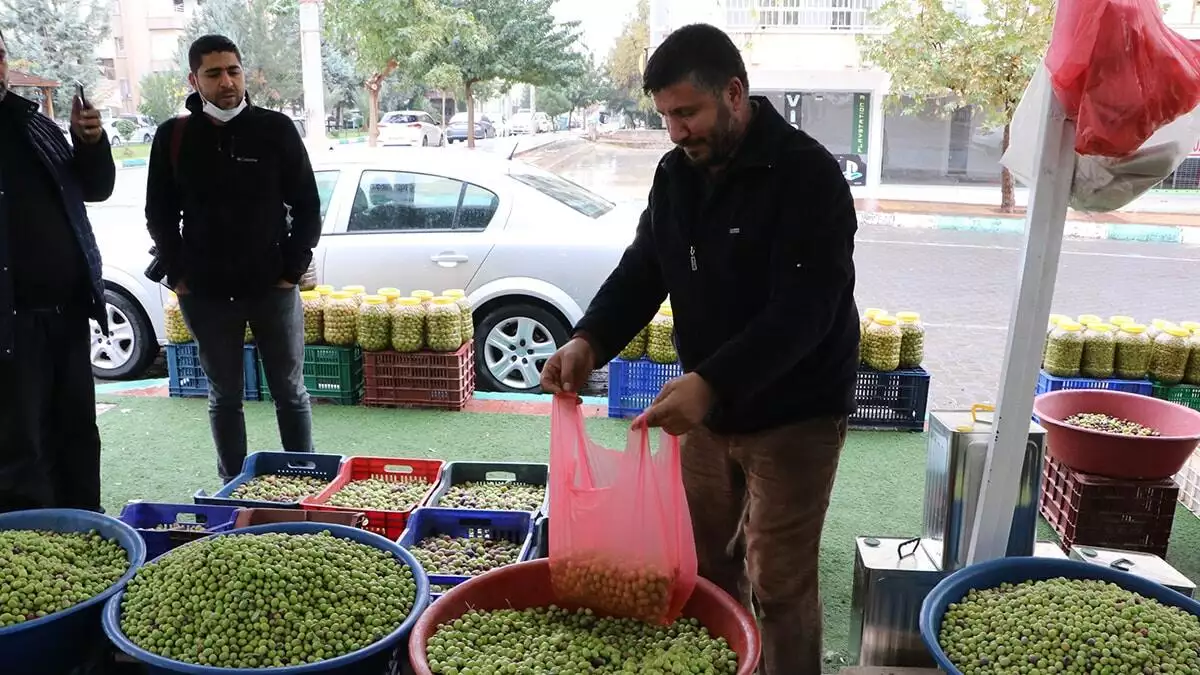 Günde 5 ton yeşil zeytin satılıyor
