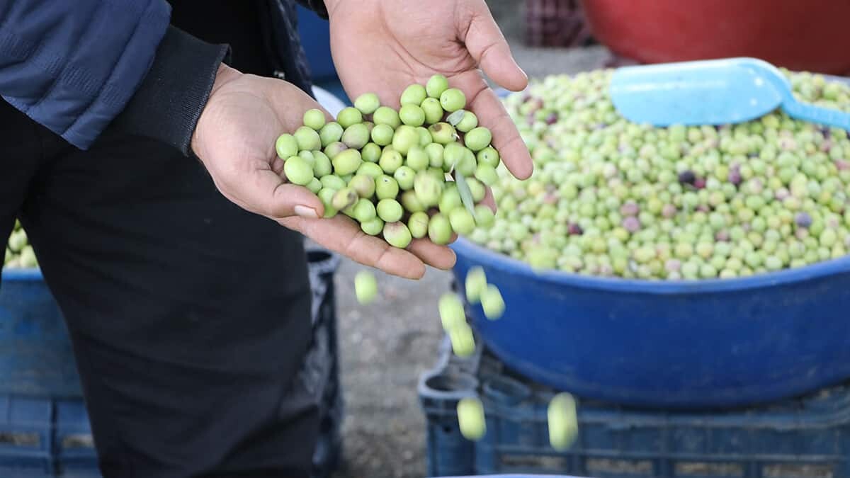 Bu yıl üretimin diğer yıllara göre yağlı ve bereketli olduğunu ifade eden Zeytinciler Odası Başkanı Mehmet Ölmez, kent merkezinde 41 ayrı tezgahta zeytin satışı yapıldığını söyledi.