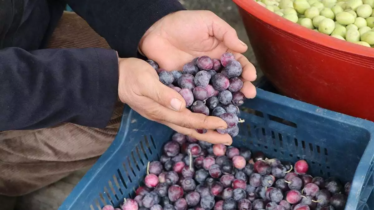 Satışı yapılan 15 çeşit zeytin, kilosu 5 lira ila 13 lira arasında değişen fiyatlara alıcı buluyor. Hasat döneminin başlamasıyla kentte günde yaklaşık 5 ton zeytin satışı gerçekleşiyor.