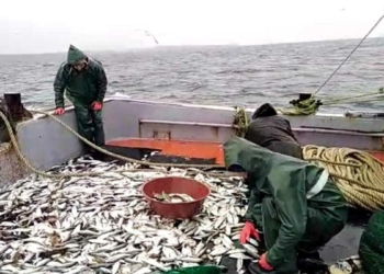 2 ton Sarıkanat balıkçıların yüzünü güldürdü