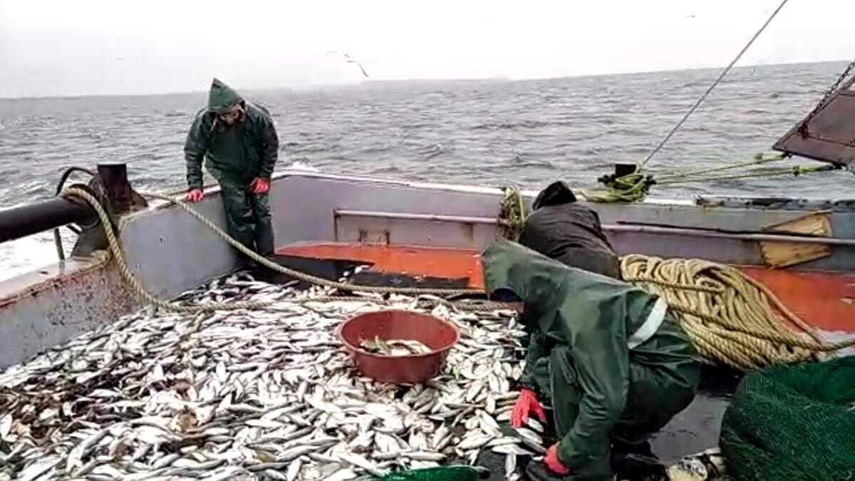 2 ton Sarıkanat balıkçıların yüzünü güldürdü
