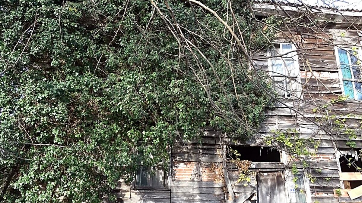 Düzce'nin Akçakoca ilçesinde, Oktay ailesine ait 100 yılık ahşap evi sarmaşıklar sardı.