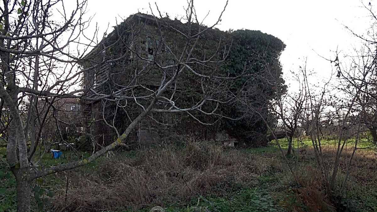 100 yılık ahşap evi sarmaşıklar sardı