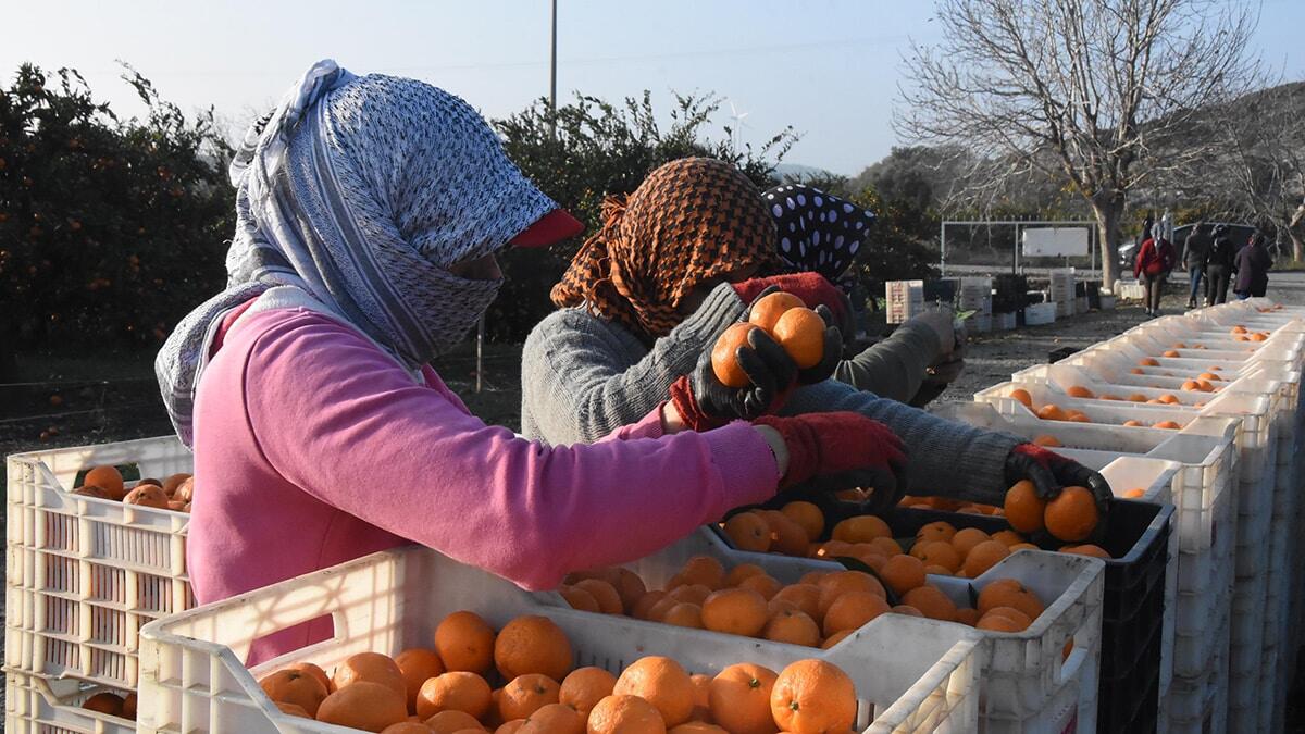 İzmir'de kasım ayında hasadına başlanan Seferihisar mandalinaları kentte 4 gün boyunca süren sağanak sırasında zarar gördü. 
