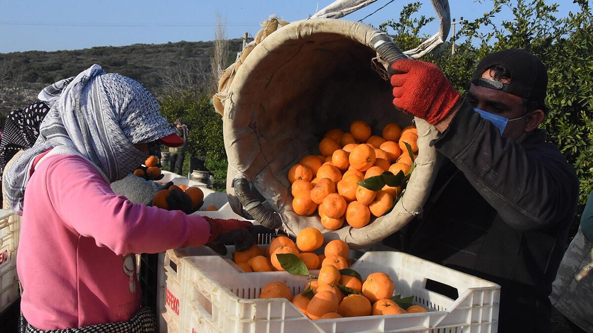 Seferihisar Tarımsal Kalkınma Kooperatifi Başkanı Ahmet Sayarer, ilçedeki mandalina bahçelerindeki meyvelerin yüzde 50- 60'ının kararıp, çürüdüğünü söyledi.