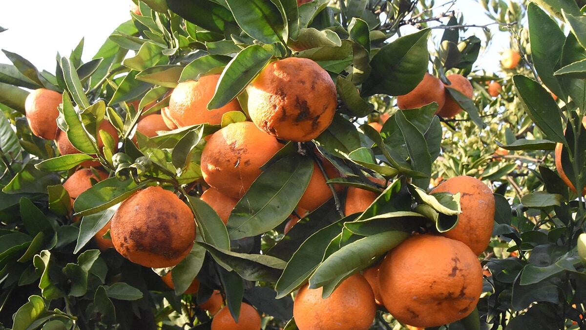 Seferihisar mandalinaları yağmurdan zarar gördü