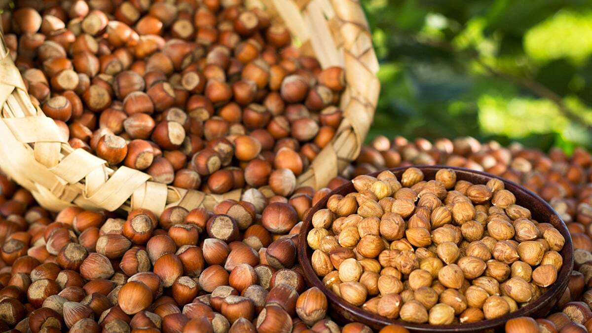 Fındığın şekersiz ezmesi üretildi