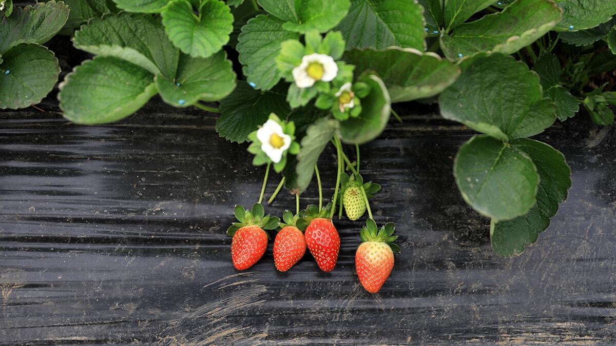 Antalya’da 45 bin tonun üzerinde çileğin pazar tezgahına sunulduğu sezonda, geçen hafta yaşanan sel nedeniyle 15 bin ton çilek çöpe gitti.