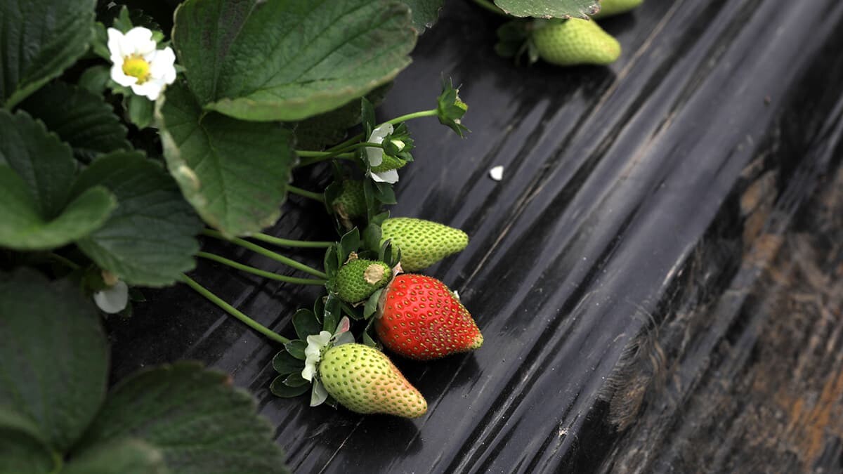 Sel nedeniyle 15 bin ton çilek çöpe gitti