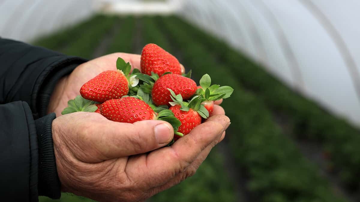 Sel nedeniyle 15 bin ton çilek çöpe gitti