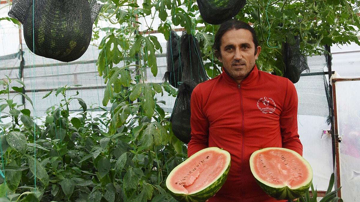 Rastgele atılan karpuz çekirdeklerinden 22 kök fide çıktı