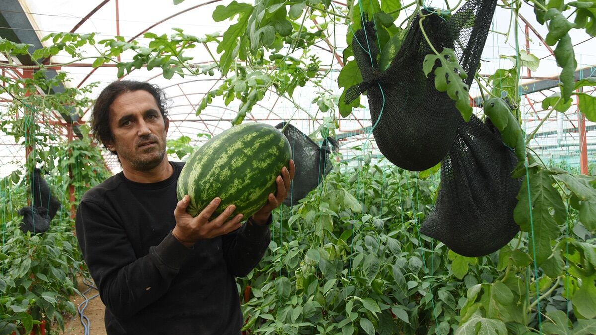 Rastgele atılan karpuz çekirdeklerinden 22 kök fide çıktı