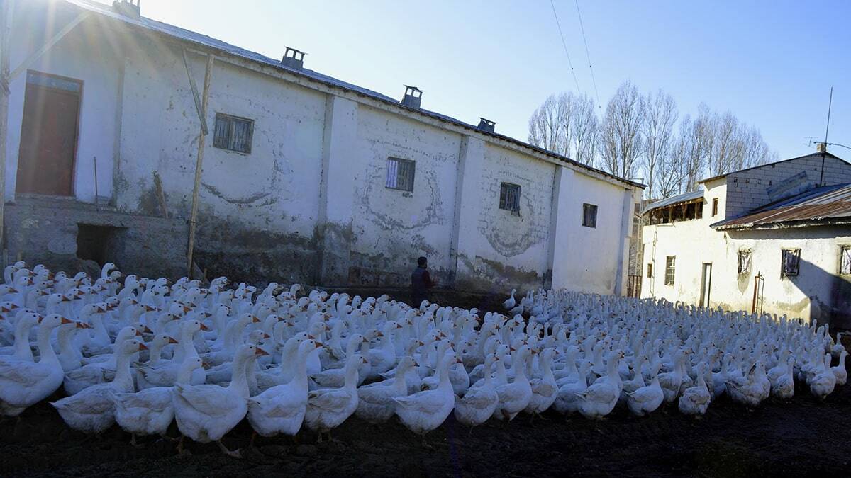 Siyasal mezunu, Çiftçi 2 yılda bine yakın kaz yetiştirdi