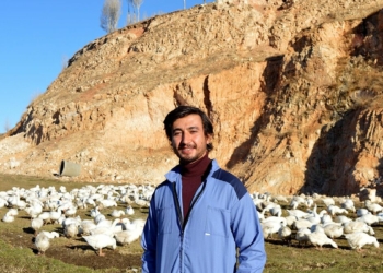 Siyasal mezunu, Çiftçi 2 yılda bine yakın kaz yetiştirdi