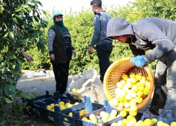 Tarım işçileri tarla ve bahçelerde çalışmaya devam ediyor
