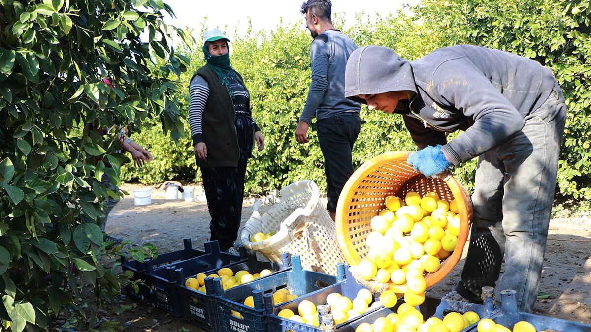 Tarım işçileri tarla ve bahçelerde çalışmaya devam ediyor