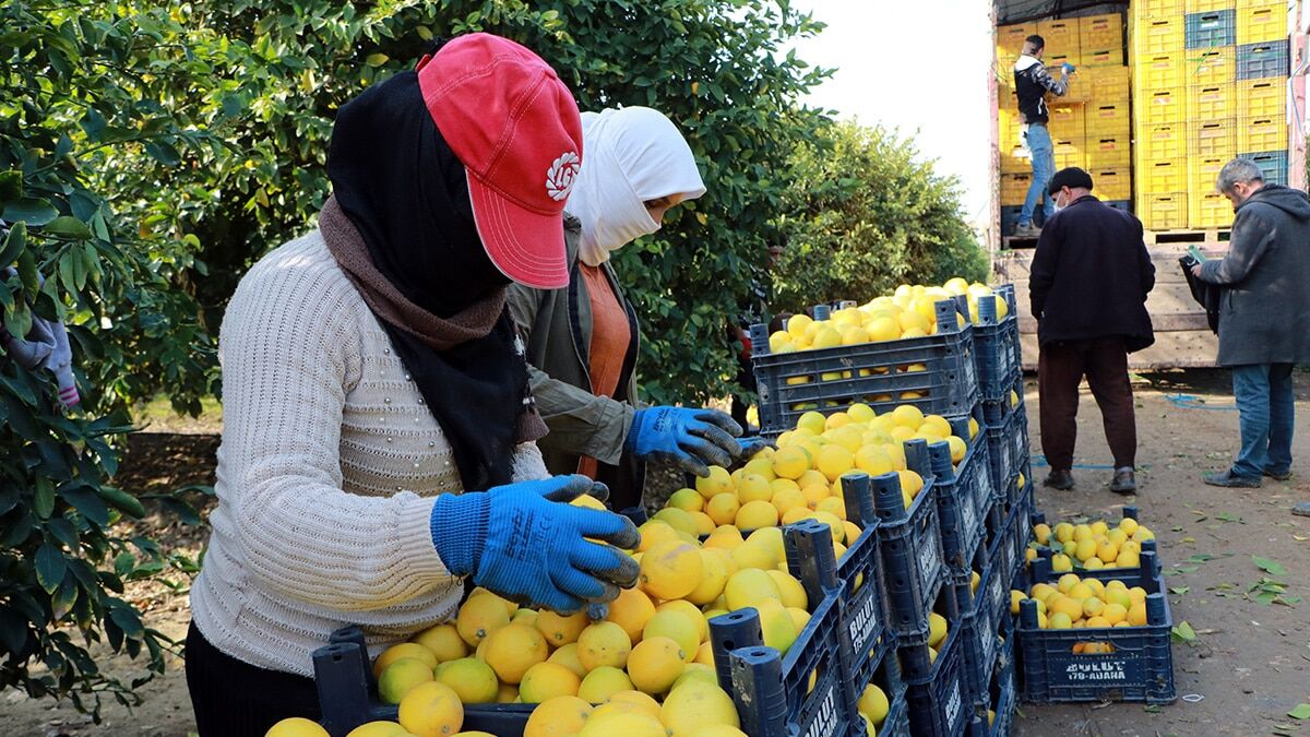 Adana'da, koronavirüs salgınına yönelik alınan tedbirler kapsamında başlatılan sokağa çıkma kısıtlaması nedeniyle cadde, meydan ve sokaklar boş kalırken, kısıtlamadan muaf tutulan tarım işçileri tarla ve bahçelerde çalışmaya devam ediyor.