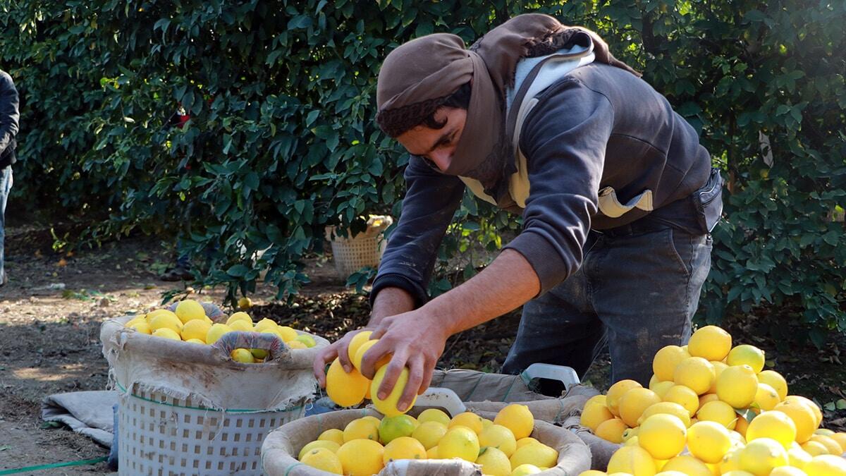 Tarım işçileri tarla ve bahçelerde çalışmaya devam ediyor