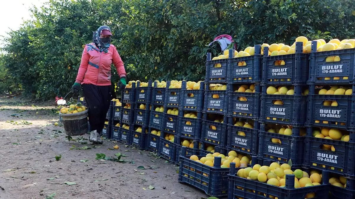 Çukurova'nın bereketli topraklarında limon hasadı yapan işçilerden güler güzel, "ne mutlu bize ki bu hastalığa rağmen çalışabiliyoruz" dedi.