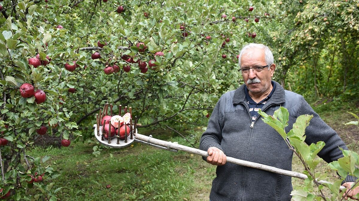 Ardahan'ın Posof ilçesinde yaklaşık 200 yıllık geçmişi olan ve endemik bir tür olarak Türk Patent ve Marka Kurumu'nca tescillenen içi dışı kırmızı elmada talep patlaması yaşanıyor.