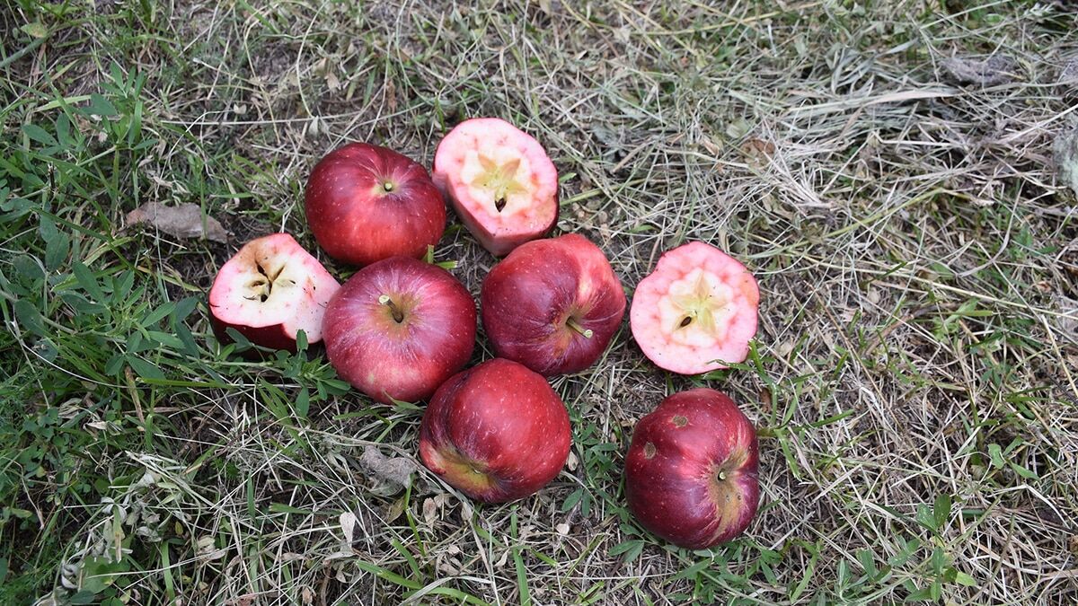 İçi dışı kırmızı elmada talep patlaması