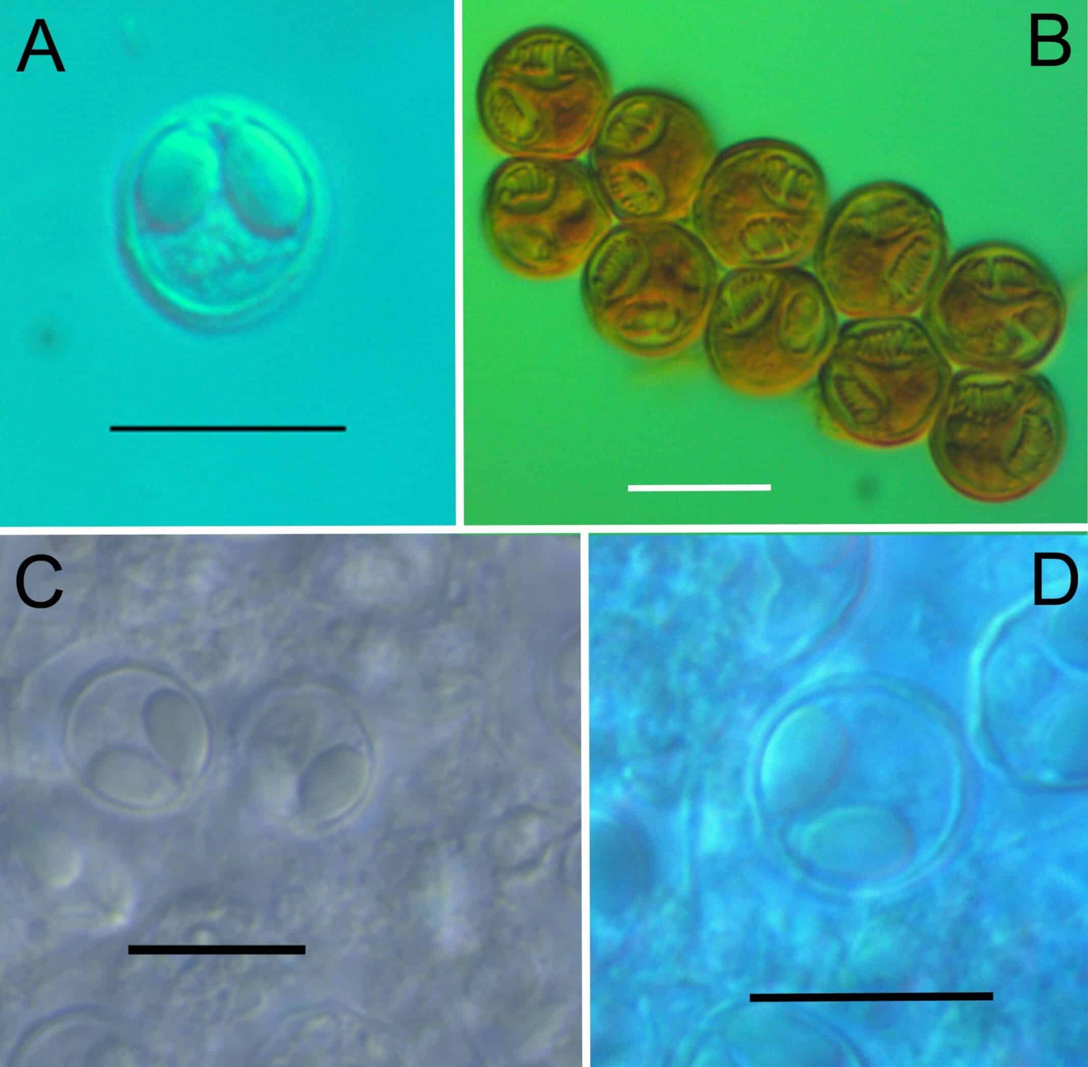 4 yeni parazit türü keşfedildi