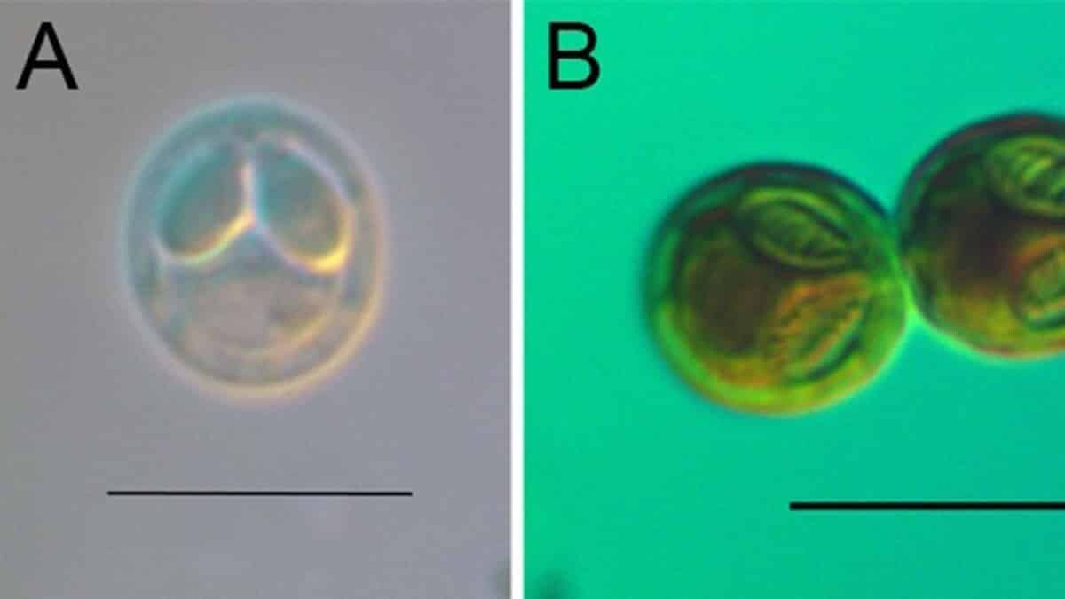 Samsun Ondokuz Mayıs Üniversitesi'nde 5 öğretim üyesinin 3 yıl süren araştırmaları sonucunda dünyada ilk kez 4 yeni parazit türü keşfedildi.