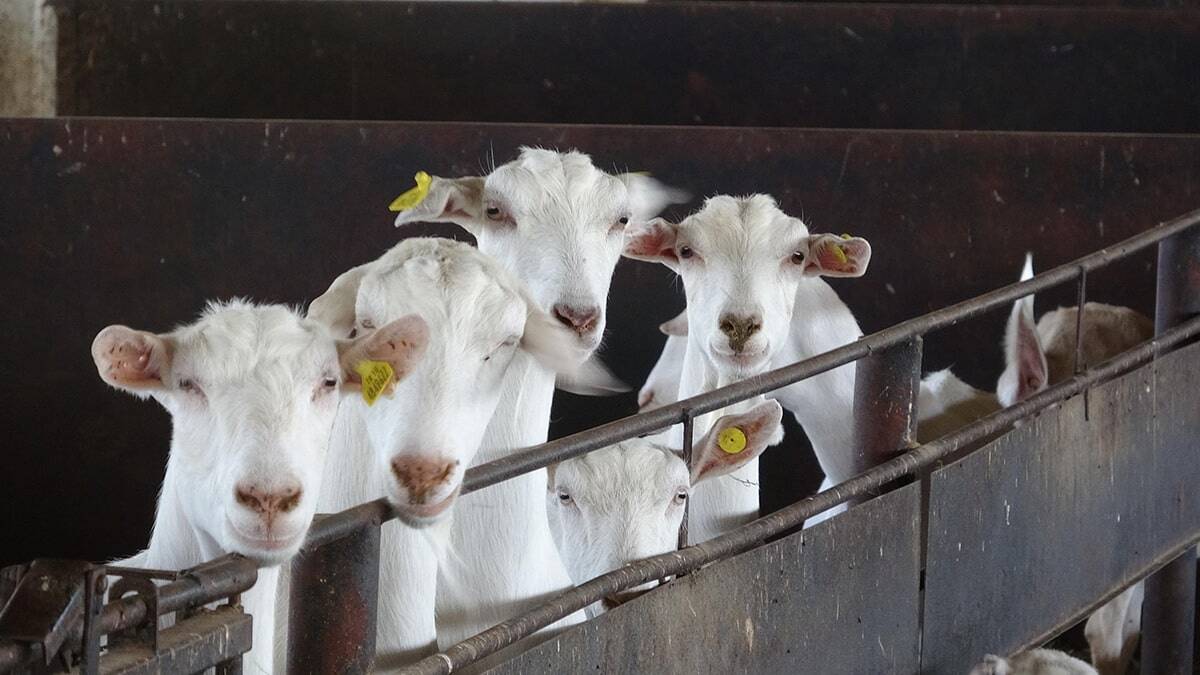 Türk bilim insanları yaptıkları yeni araştırmada keçi sütünde bulunan bir proteinin koronavirüse karşı etkili olduğunu keşfetti.