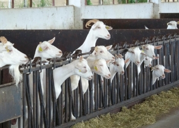 Keçi sütünde Kovid-19’a karşı etkili protein keşfi
