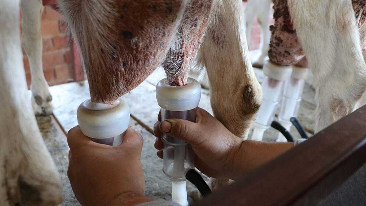 Araştırmayı yapan ekipten yüksek kimyager Bilal Çakır, sütün içilmesinin bir faydası olmadığını bu proteinden ilaç yapılması gerektiğini söyledi. 