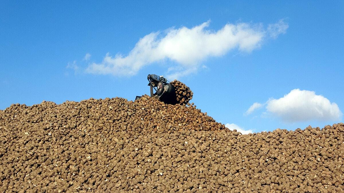 Şeker fabrikasında 220 bin ton pancar işlenecek