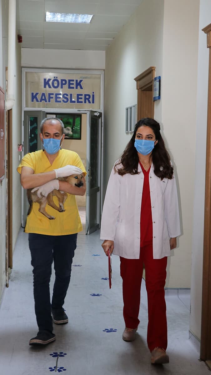 Van Büyükşehir Belediyesi'nce yaptırılan hayvan bakımevinde 13 bin 353 hayvan tedavi edildi, 182 hayvanın da sahiplendirildiği belirtildi.