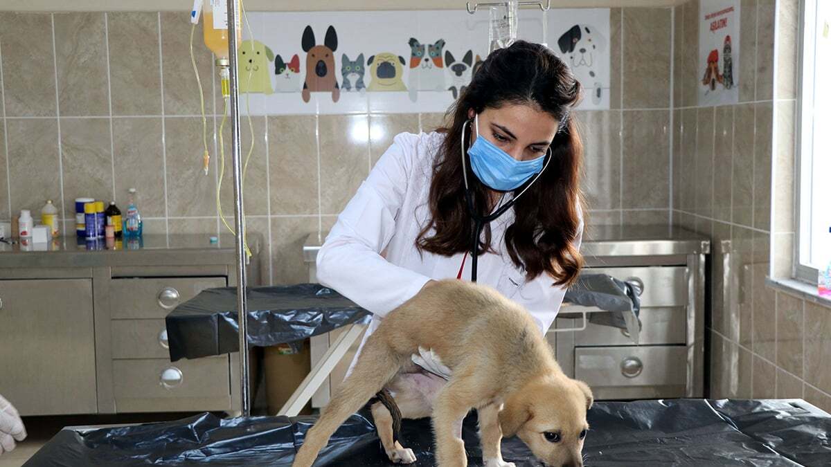 Tuşba ilçesinde, Büyükşehir Belediyesi tarafından 10 bin 50 metrekarelik alana yaptırılan ve 2 yıl önce hizmete açılan hayvan bakımevi, Doğu Anadolu Bölgesi'nin en kapsamlı ve modern binası olma özelliğine sahip. 4'ü veteriner hekim 38 personelin görev yaptığı hayvan barınağında şu an 200'e yakın hayvan barınıyor.