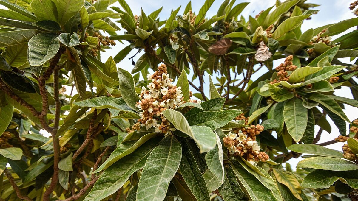 Muşmula ağacı 3 ay önce çiçek açtı