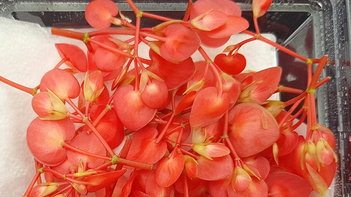 Dünya liderlerinin Antalya'daki G20 Zirvesi'nde de tattığı yenilebilir çiçekler arasında erik, fasulye, latin, kristal, menekşe, viola, elektrik çiçeği gibi toplamda 15 çeşit bulunuyor.