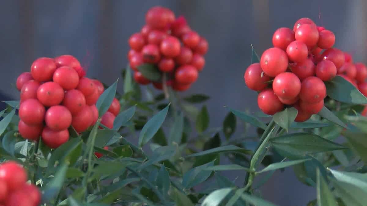 Yılbaşının simgesi haline gelen Kokina çiçeğini toplamak oldukça zahmetli.
