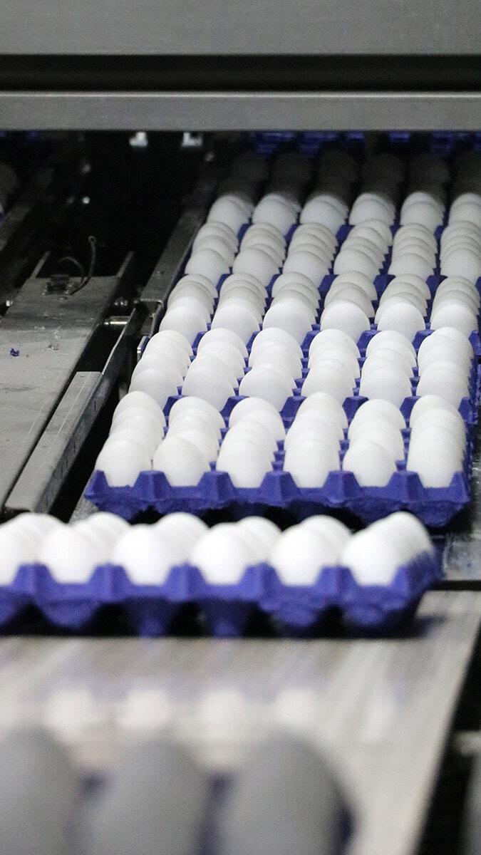 Yumurtada fahiş fiyatın sorumlusu aracılar