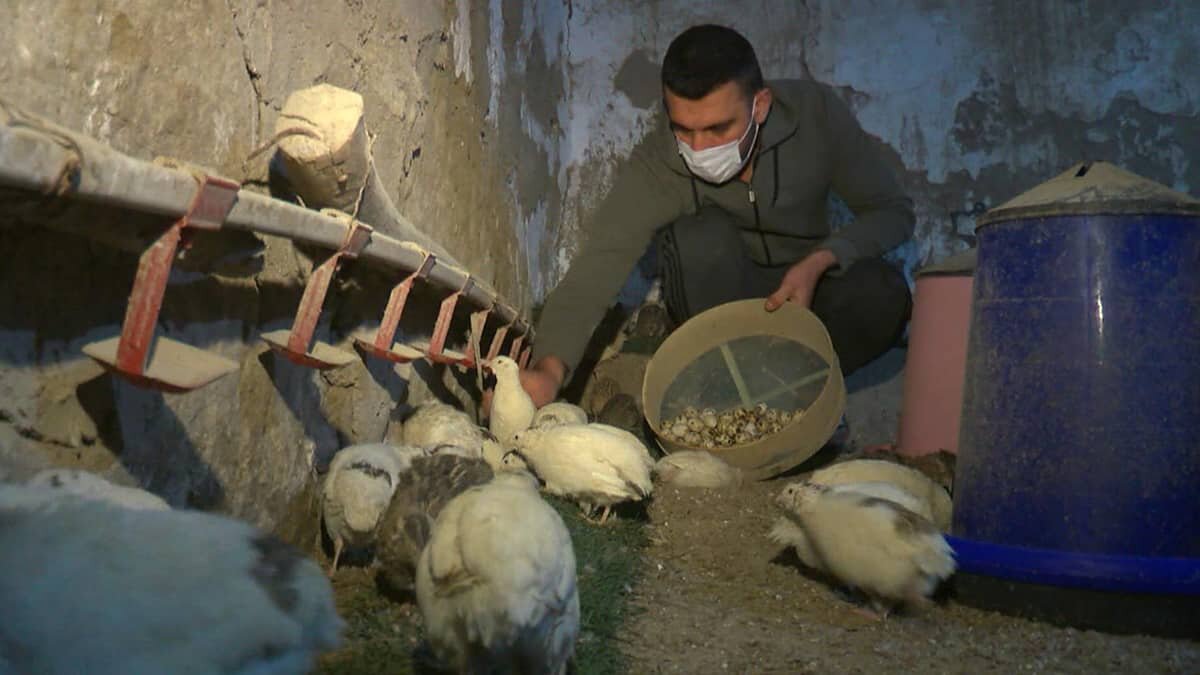 8 bıldırcınla çiftlik kurdu