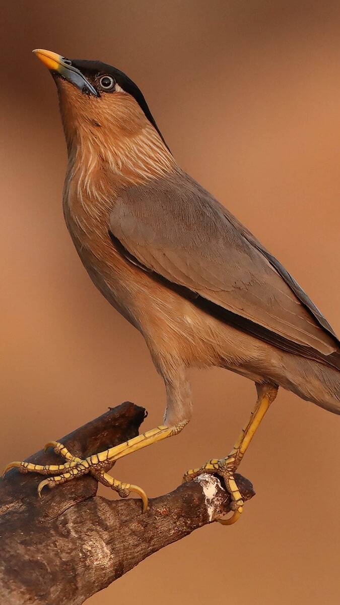 ABD Utah Üniversitesi öğretim üyesi, profesyonel doğa fotoğrafçısı Prof. Dr. Çağan Şekercioğlu, 2020'de tüm dünyada en çok kuş türü gören kişi oldu.