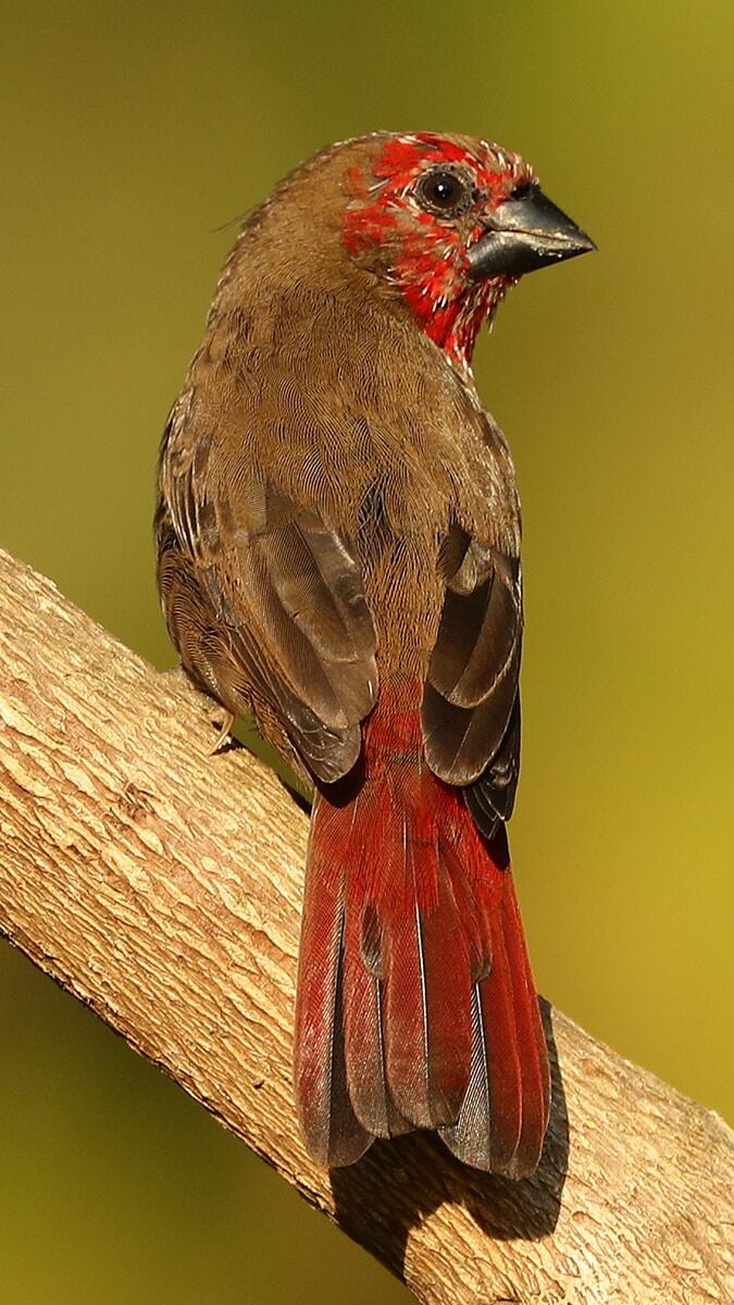 Prof. Dr. Şekercioğlu, 2020'de tüm dünyada gözlemlenen 9 bin 590 kuş türünden 1849'unun gözlem kaydını dünya kuş gözlem sitesi eBird'e girdi.
